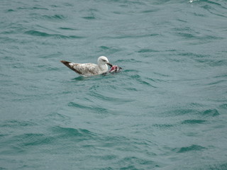 Gabbiano vorace mentre uccide e divora un piccione selvatico in mare