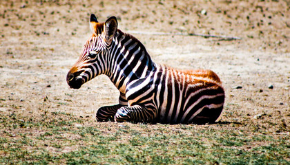 zebra calf