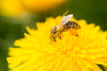 Bee an dandelion - pollination