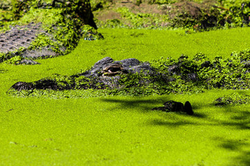 crocodile in a green lake