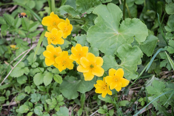 yellow flowers in the garden