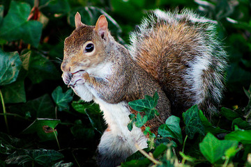 squirrel eating acorn