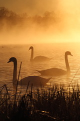 Schwäne in der Morgensonne