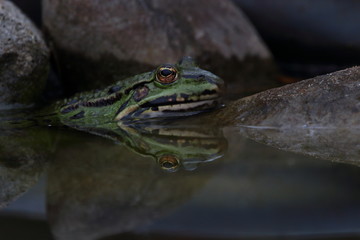 Frosch im Teich