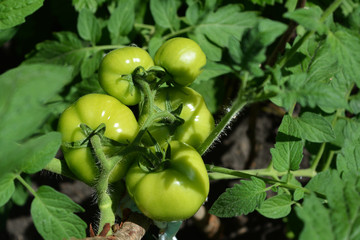 Green tomatoes grow in garden. Top view on bunch of tomatoes.