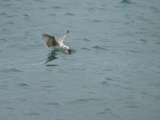 Gabbiano vorace mentre uccide e divora un piccione selvatico in mare