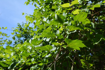 Green grape leaves on the background of clear blue sky. Summer garden.