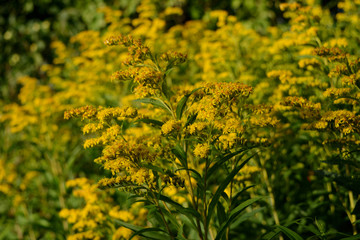 Goldenrod wildflower. Solidago gigantea. Beautiful yellow flowers in summer.