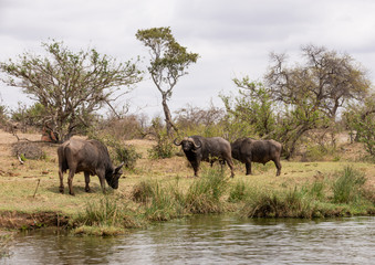 Cape Buffalo