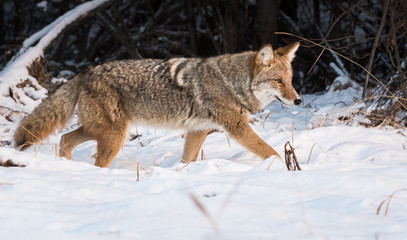 Coyote in the wild