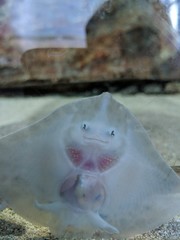 Funny Stingray
