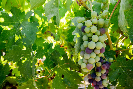 Racimo de uvas y hojas de parra en envero
