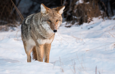 Fototapeta premium Coyote in the wild
