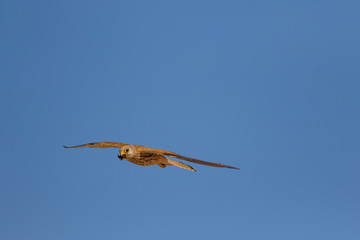 Bird of prey. Flying falcon with its hunt. Nature background. Bird: Lesser Kestrel. Falco naumanni. 