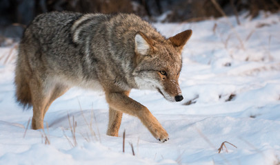 Coyote in the wild