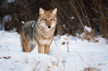 Coyote in the wild
