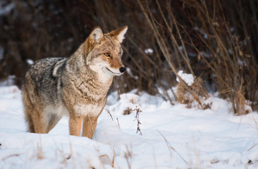 Coyote in the wild