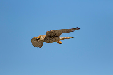 Bird of prey. Flying falcon with its hunt. Nature background. Bird: Lesser Kestrel. Falco naumanni. 