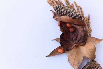 Botanical still life of leaves, pine cones, plants in a woods theme against  white background.