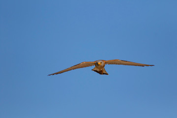 Bird of prey. Flying falcon with its hunt. Nature background. Bird: Lesser Kestrel. Falco naumanni. 