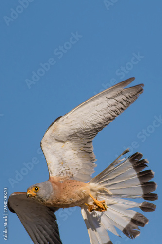 Bird Of Prey Flying Falcon With Its Hunt Nature Background