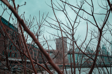 Nature and Brooklyn Bridge 