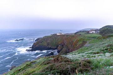 wild flowers on the ocean coast against the blue sky