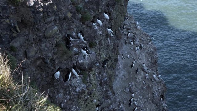  Flock of black and white Razorbill or Razor-billed Auk - Alca torda relaxing on the beautiful cliff with blossom flowers. North Sea. Firth of Forth. Scotland. UK. 