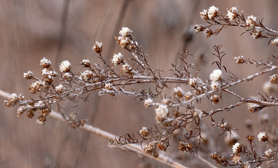 Frost covered weeds