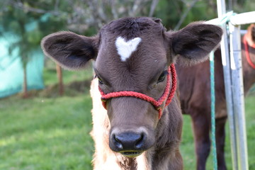 Vacas Bebes. Terneros, Becerros