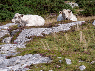 Obraz na płótnie Canvas Two white cows lay in a field, west coast of Ireland.