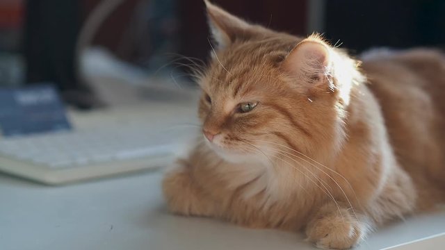 Cute ginger cat lying on table near computer keyboard. Cozy home with fluffy pet dozing in sunlight.