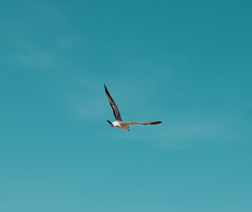 Seagull flying into the blue sky 