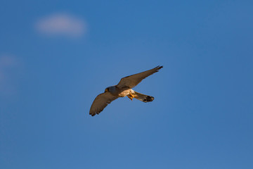 Flying falcon with its hunt. Nature background. Bird: Lesser Kestrel. Falco naumanni. 
