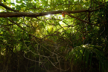 Dense vegetation in the forest of the Curieuse Island National Marine Park