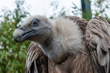 Griffon Vulture bird
