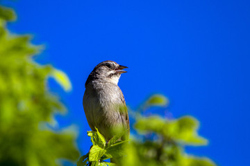 Male Chipping Sparrow sings in spring in Organ Mountains-Deserr Peaks National Monument in New Mexico