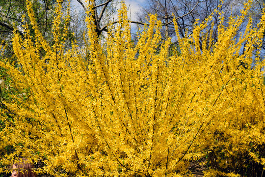 Forsythia flowers in front of with green grass and blue sky.