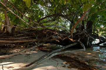 Mangrove forest at low tide. Curieuse Island, Seychelles