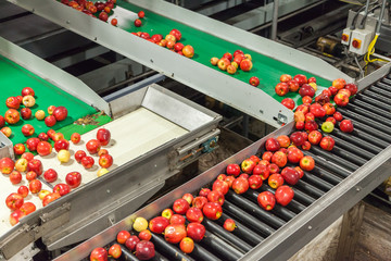 Clean and fresh gala apples on a conveyor belt in a fruit packaging warehouse