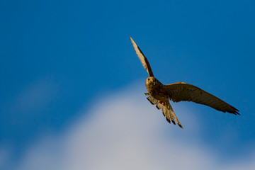 Flying falcon with its hunt. Nature background. Bird: Lesser Kestrel. Falco naumanni. 
