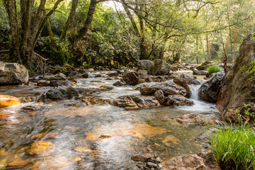 Obraz premium Rough mountain river with white foam flows among the rocks and trees.