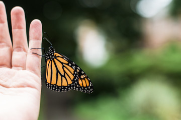 Close up side shot of Monarch butterfly resting on a hand