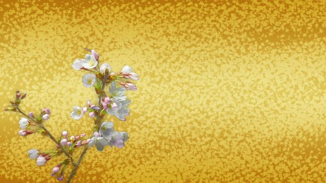 桜の開花のタイムラプスと桜吹雪の和柄