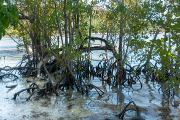 Mangrove forest at low tide. Curieuse Island, Seychelles