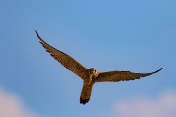 Flying falcon with its hunt. Nature background. Bird: Lesser Kestrel. Falco naumanni. 