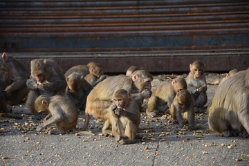 Singe, Jaipur