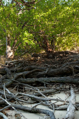 Mangrove forest at low tide. Curieuse Island, Seychelles