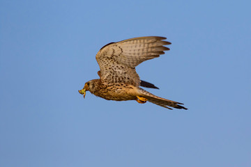 Flying falcon with its hunt. Nature background. Bird: Lesser Kestrel. Falco naumanni. 