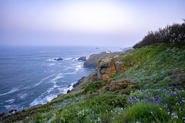 wild flowers along the road to the ocean